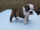 Ps plemena: Pinov, knrai a molossoidn > Anglick buldok (English Bulldog)