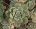 :  > Eonium drobnolist (Aeonium)