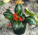 Fotky: Episcia (foto, obrazky)