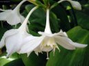 :  > Eucharis, lbenka (Eucharis)