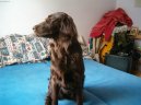 Flat Coated Retriever (121)