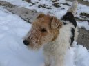 Ps plemena:  > Foxterier drsnosrst (Fox Terrier Wire)