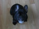 Ps plemena: Spoleensk plemena a toy > Francouzsk buldoek (Bouledogue francais, French Bulldog)