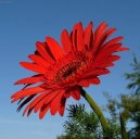 Gerbera