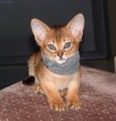 :  > Habesk koka (Abyssinian cat)