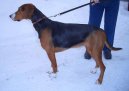 Ps plemena:  > Hamiltonv honi (Hamilton Hound, Hamiltonstovare)