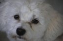 Ps plemena:  > Havansk psk, Havansk bionek (Bichon Havanais, Havanese)