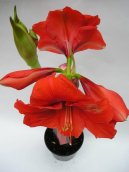 :  > Hvzdnk, zornice, amarylis (Hippeastrum)