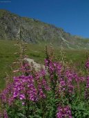 :  > Hvozdk alpnsk (Dianthus Alpinus)