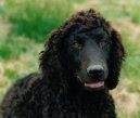 :  > Irsk vodn panl (Irish Water Spaniel)