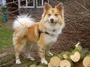 :  > Islandsk pes (Iselandsk Farehond / Icelandic sheepdog)