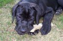 Ps plemena:  > Italsk corso pes (Cane Corso Italiano)