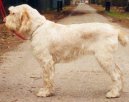 Italsk spinone