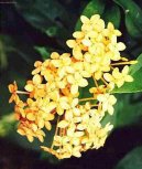 :  > Ixora arlatov (Ixora coccinea)