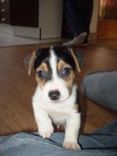 Fotky: Jack Russelv Terir (foto, obrazky)