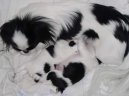 Ps plemena: Spoleensk plemena a toy > Japan chin, Japonsk in, Japonk (Chin, Japanese Chin)