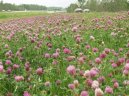 :  > Jetel Lun (Trifolium pratense)