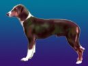 :  > Jugoslvsk trikolorn honi (Serbian Tricolour Hound)