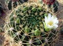 Kaktus Gymnocalycium