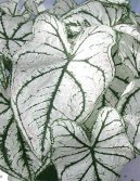 Pokojov rostliny:  > Kaladium, ovnk (Caladium Hortulanum)