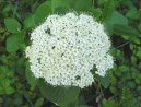 Pokojov rostliny: Rostliny s plody > Kalina tualaj (Viburnum lantana)