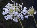 Pokojov rostliny:  > Kalokvt (Agapanthus)