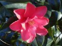 :  > Kamlie (Camelia)