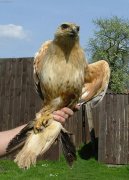 Kn blochvost (Buteo rufinus)