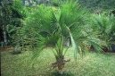 :  > Kencie (Howea belmoreana)