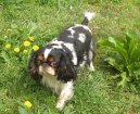 :  > King Charles panl (King Charles Spaniel)