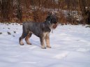 Ps plemena:  > Knra stedn (Schnauzer, Mittelschnauzer)