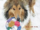 :  > Kolie dlouhosrst (Collie Rough)