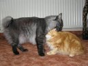 Koky: Mn drun > Kurilsk bobtail dlouhosrst (Kurilean Bobtail Longhair)