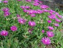 Lampranthus