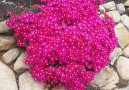 Lampranthus