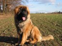 Leonberger