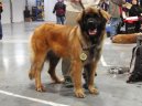 Fotky: Leonberger (foto, obrazky)