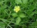 Pokojov rostliny: Rostliny s plody > Lesn jahody, jahodnk (Duchesnea indica)