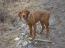 Ps plemena:  > Maarsk oha krtkosrst (Hungarian Vizsla, Hungarian Pointer)