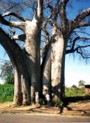 Fotky: Malawi (foto, obrazky)