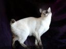 Koky:  > Mekong-Bobtail (Mekong Bobtail Cat)