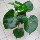 :  > Monstera (Monstera deliciosa)