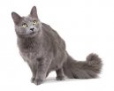 Koky: Polo-dlouhosrst > Nebelung (Nebelung Cat)