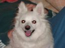 Ps plemena:  > Nmeck pic mal (Deutscher spitz - Kleinspitz, German Spitz  Miniature Spitz)