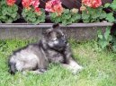 :  > Nmeck pic vl (Deutscher spitz  Wolfspitz, Keeshound)