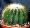 :  > Notokaktus (Notocactus)