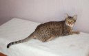 Fotky: Ocicat koka (foto, obrazky)