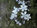 :  > Olovnec oukat (Plumbago auriculata)