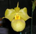 :  > Pafiopedilum, stevinkovec (Paphiopedilum)