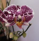 Fotky: Pstovn orchidej (foto, obrazky)